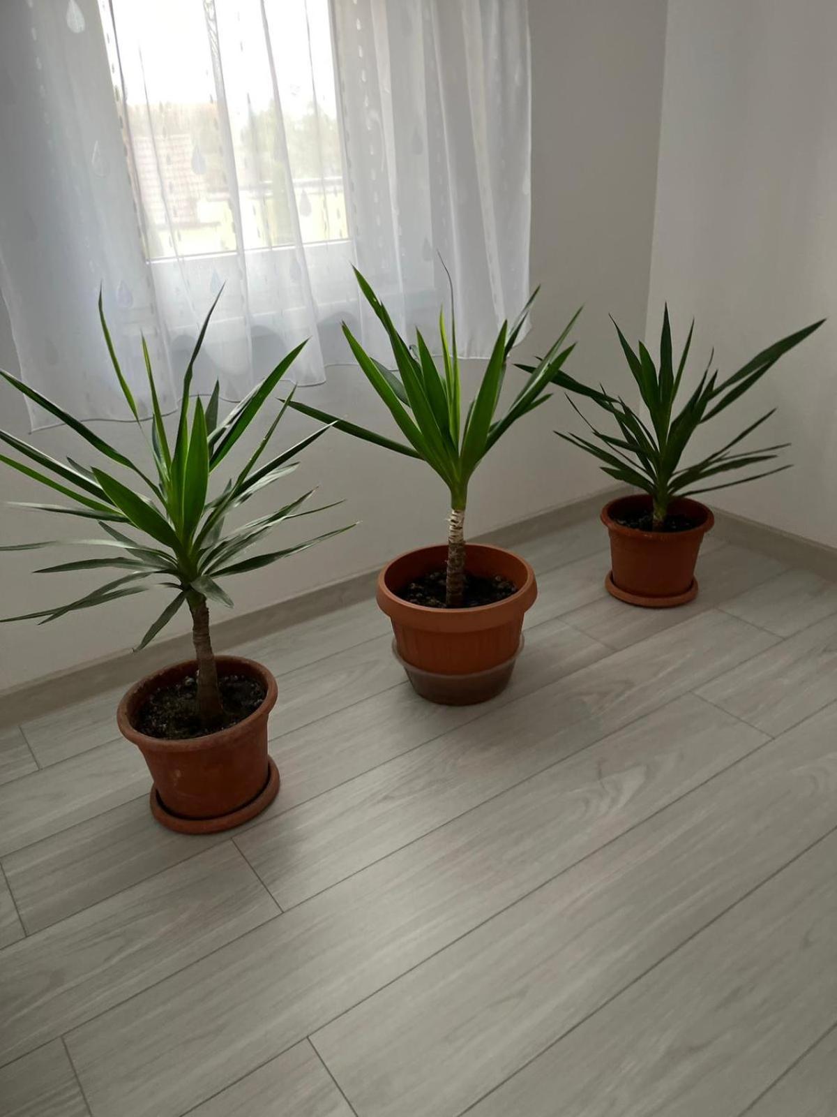 فندق Margareta'S House سيبيو الغرفة الصورة
